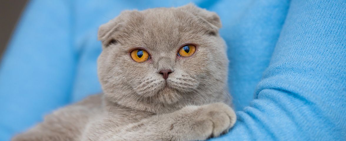 Товары для кошек